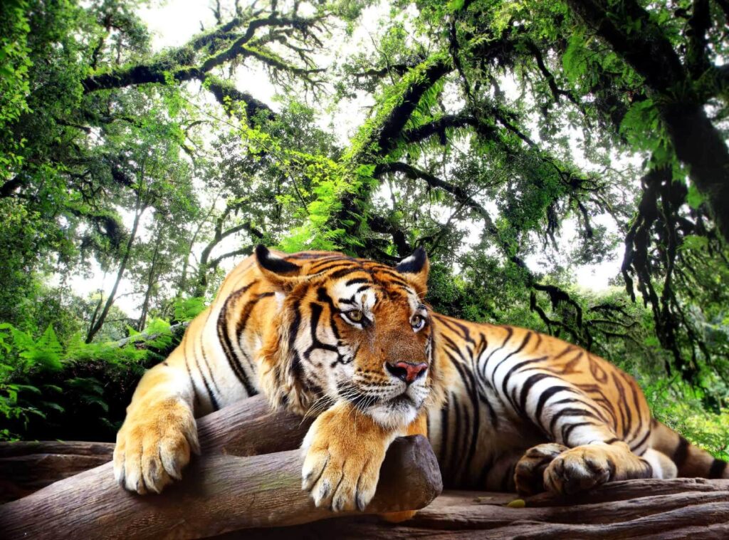 Tigre descansa entre ramas — diseño completo