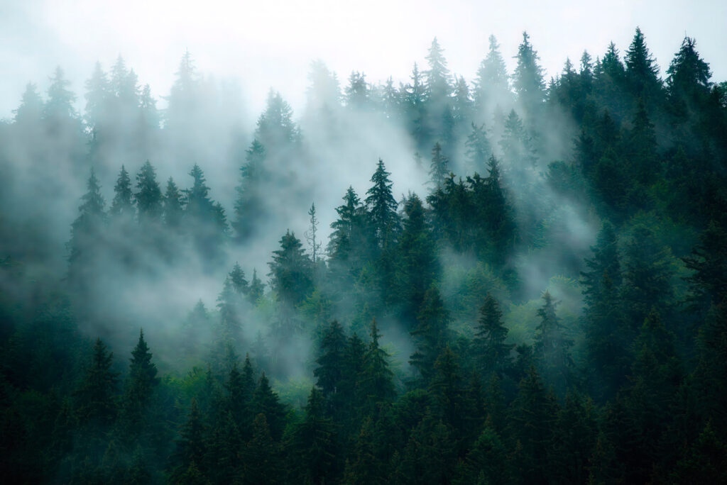 Niebla entre abetos oscuros — diseño completo