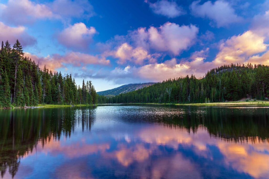 Bosque en el lago — diseño completo