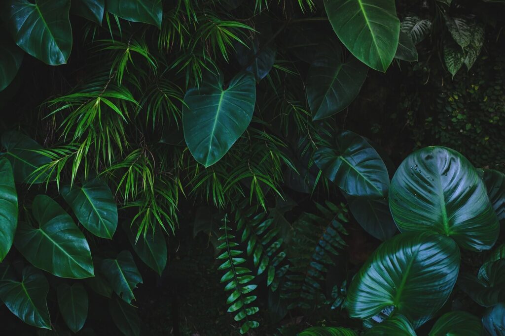 Hojas en verde oscuro — diseño completo