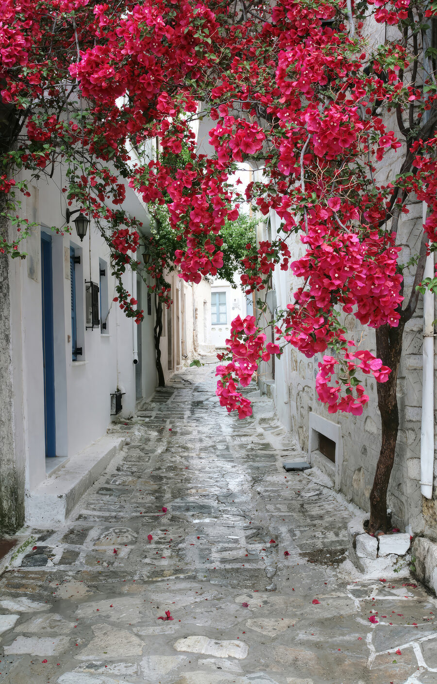 Calle de flores rojas — diseño completo