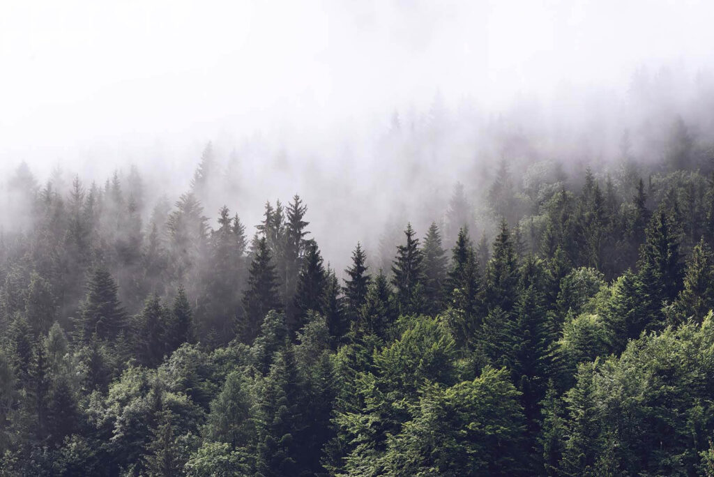 Niebla sobre el bosque — diseño completo