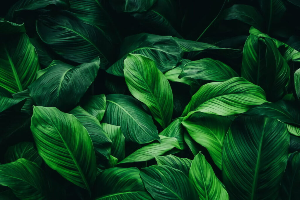 Hoja en sombra profunda — diseño completo