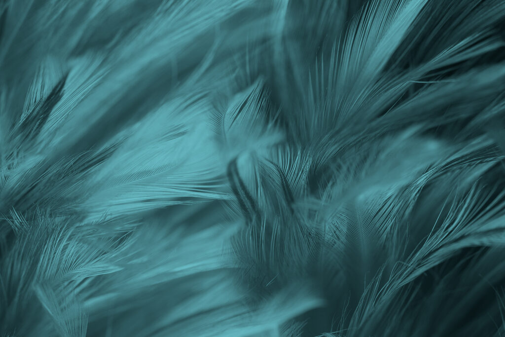 Plumas turquesas en movimiento — diseño completo