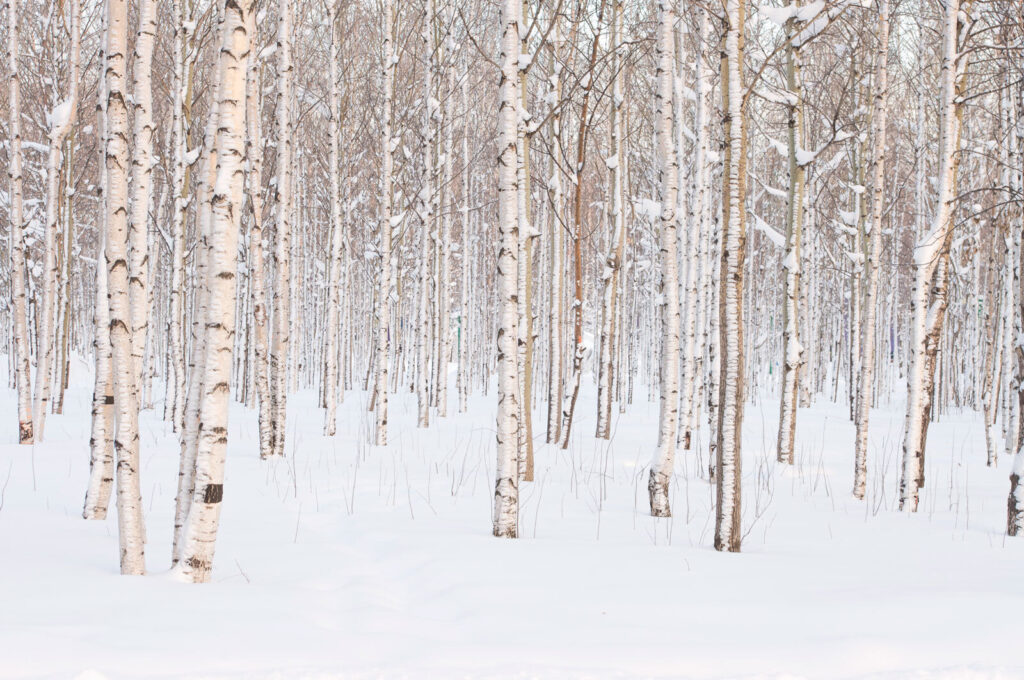 Abedules en la nieve — diseño completo