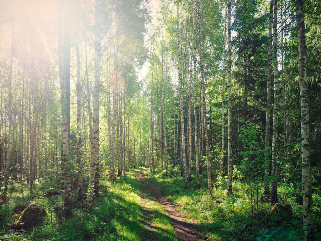 Sendero verde al sol — diseño completo