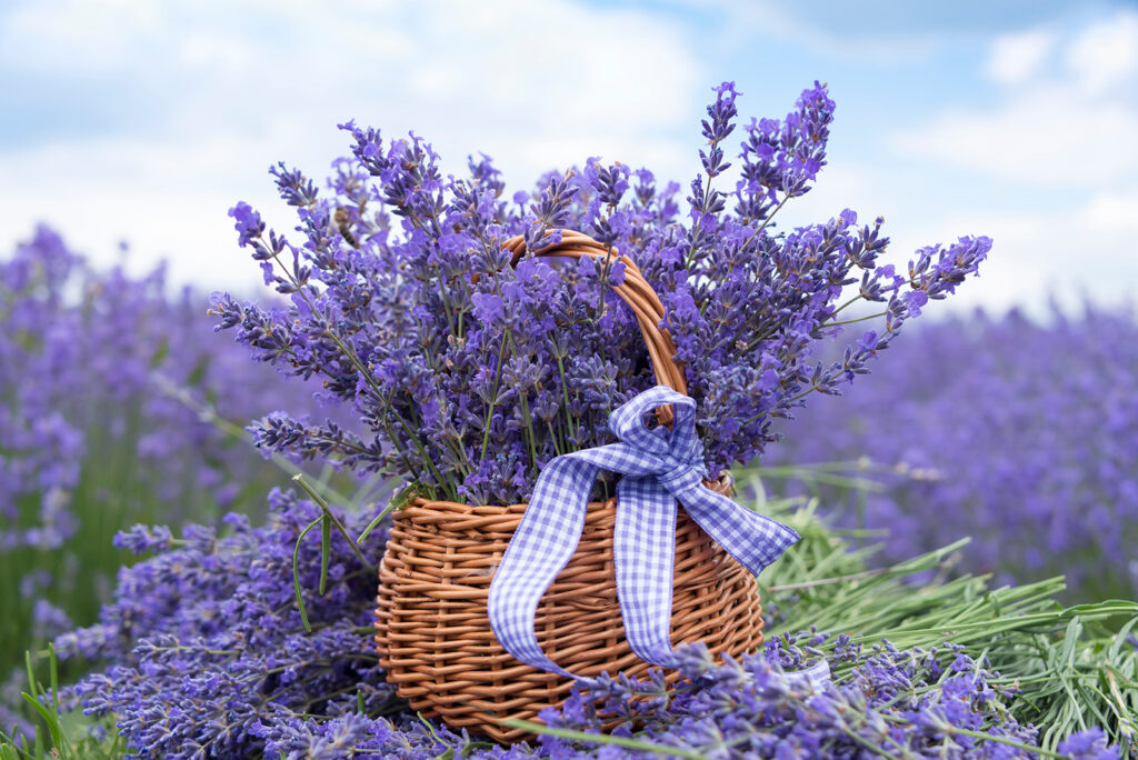 Lavanda en cesta — diseño completo