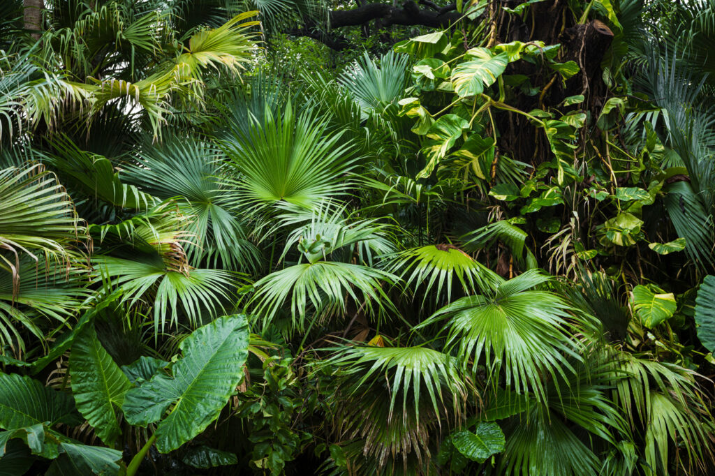 Cascada de hojas tropicales — diseño completo