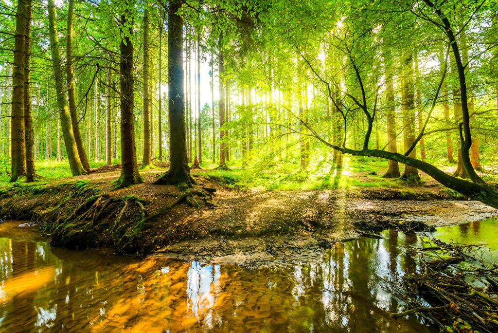 Arroyo en el bosque — diseño completo