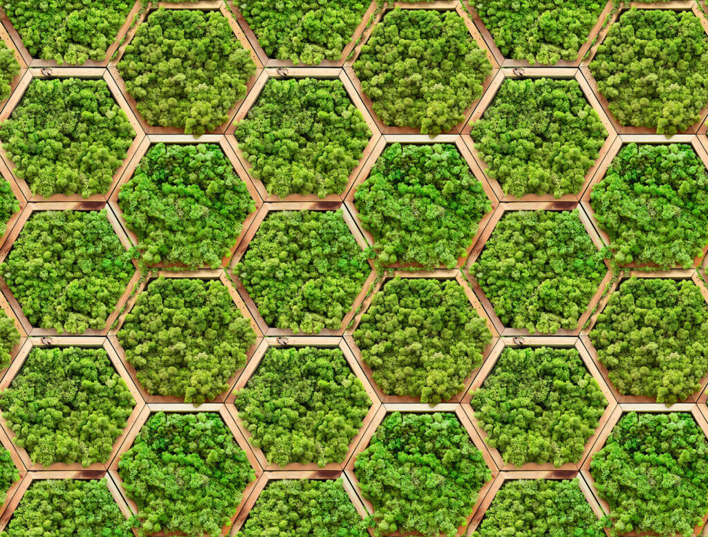 Musgo en hexágonos — diseño completo