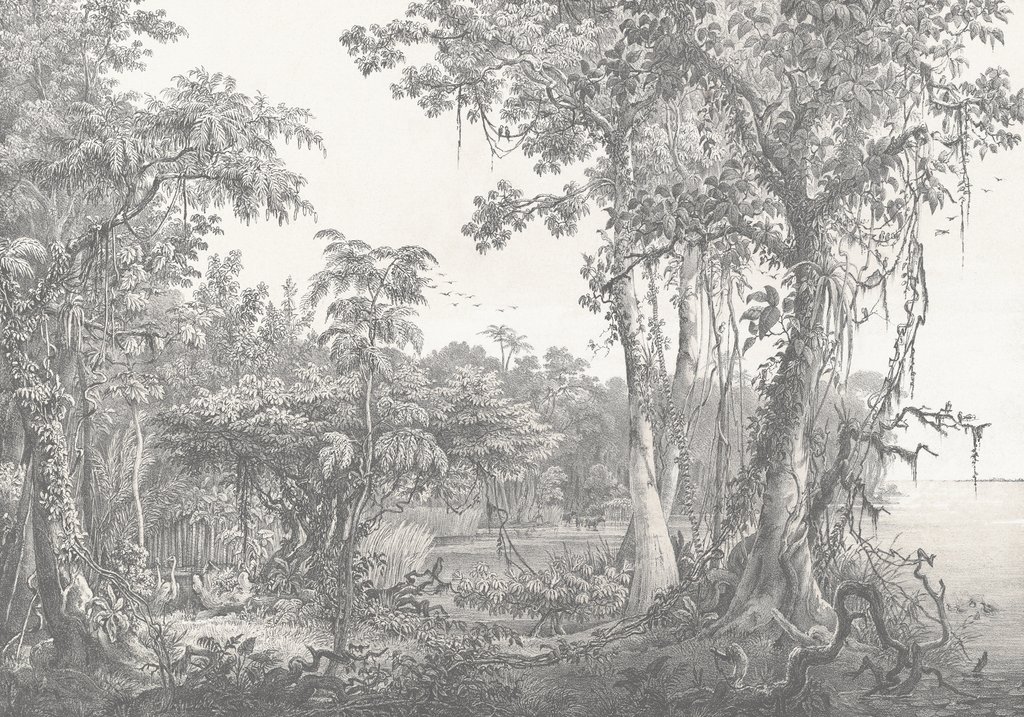Selva en líneas finas — diseño completo