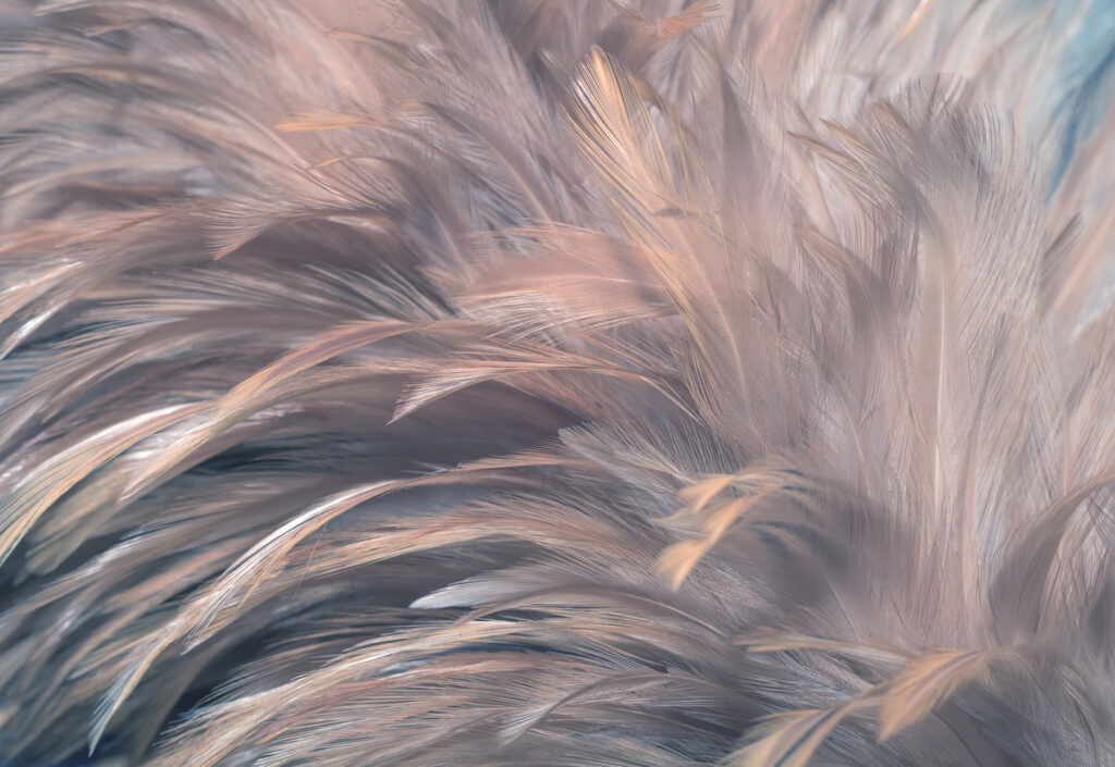 Plumas grises y rosadas — diseño completo