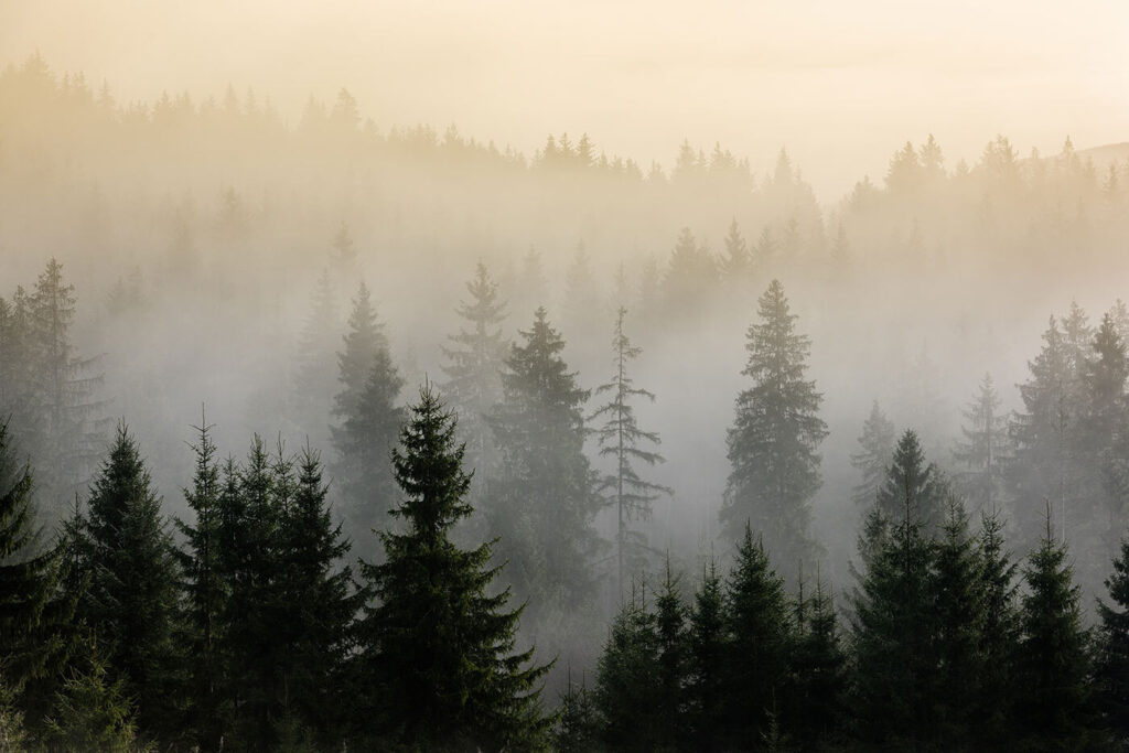 Bosque de luz matinal — diseño completo