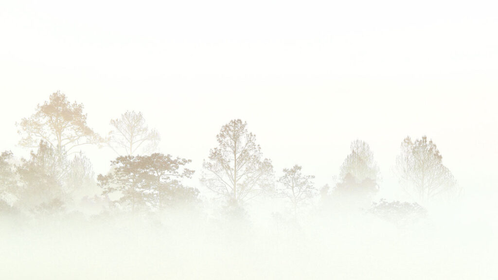 Bosque que se disuelve — diseño completo