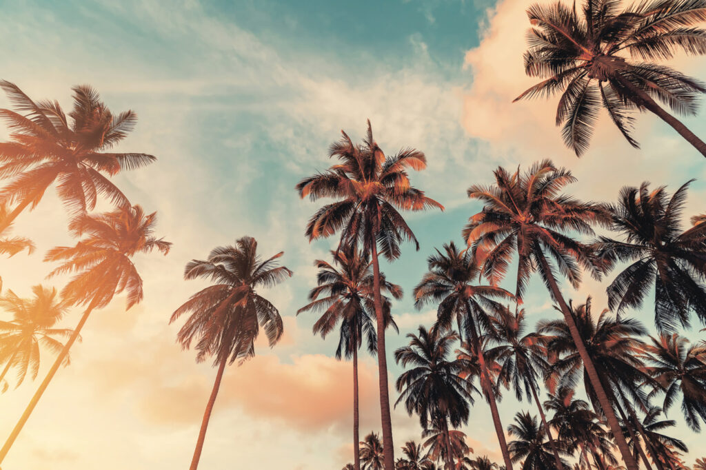 Palmeras al atardecer — diseño completo