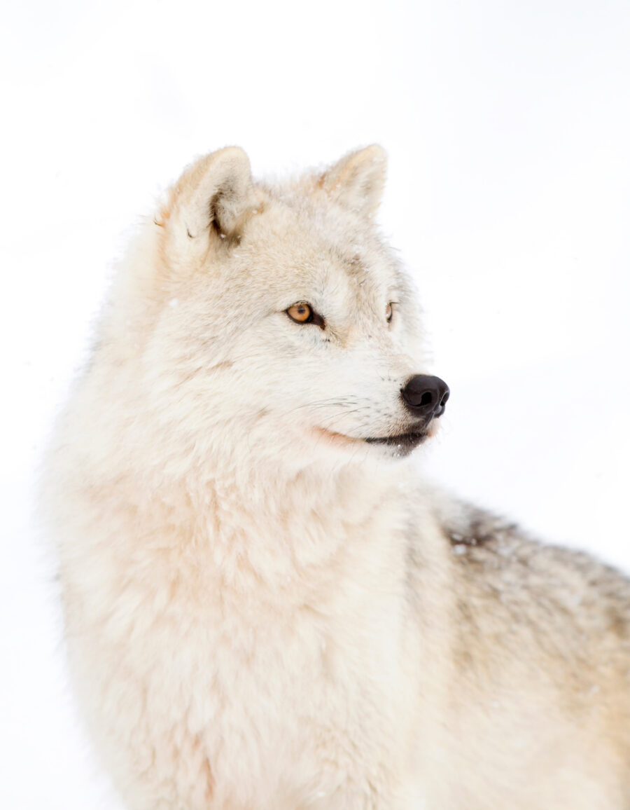 Lobo blanco de cerca — diseño completo