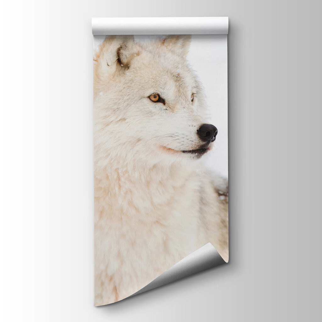 Lobo blanco de cerca — vista del producto