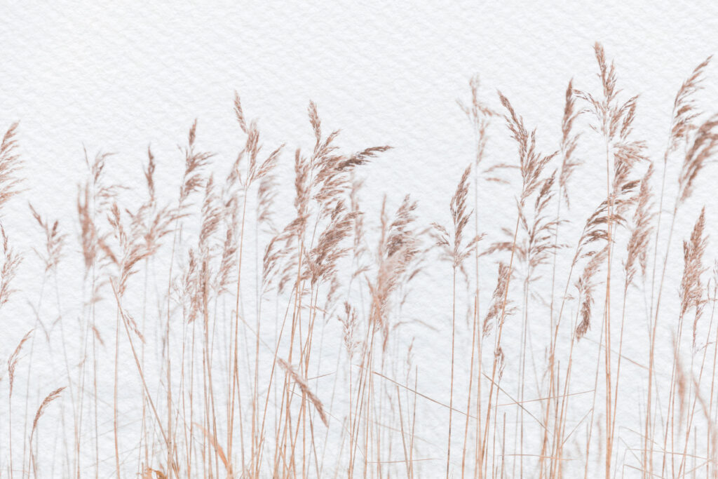 Hierbas altas sobre blanco — diseño completo