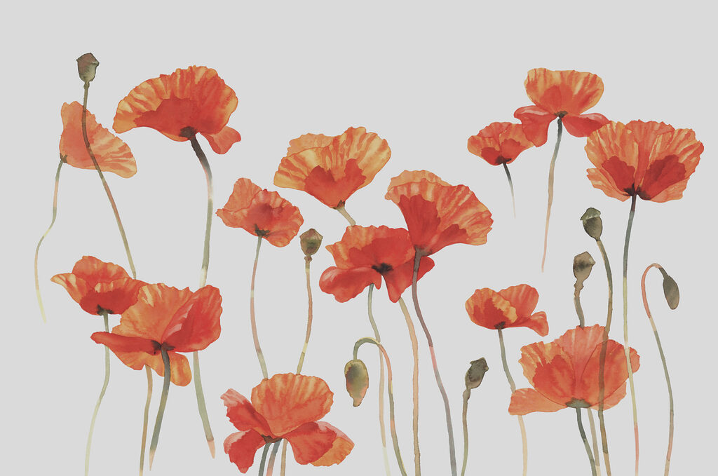 Amapolas de tallo largo — diseño completo