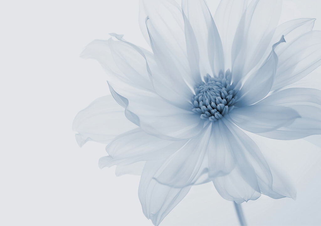 Flor llena de luz — diseño completo