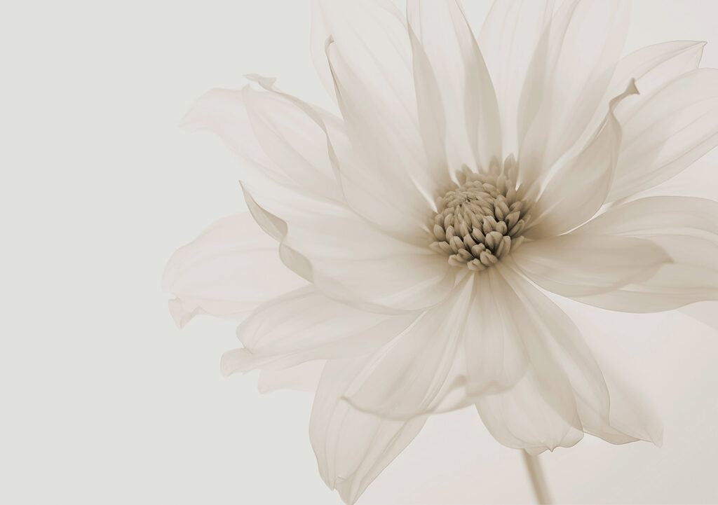Flor llena de luz — diseño completo