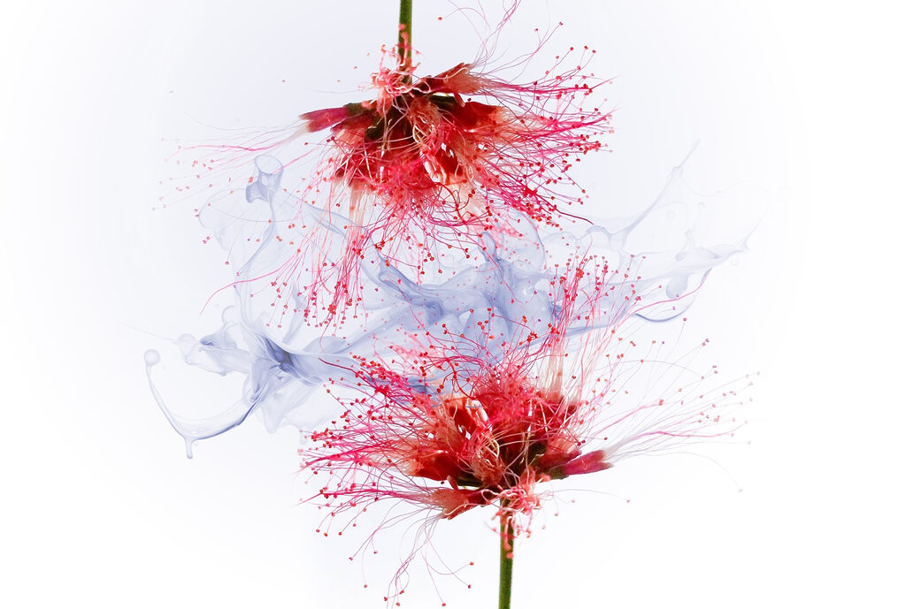Flores esponjosas con tinta — diseño completo