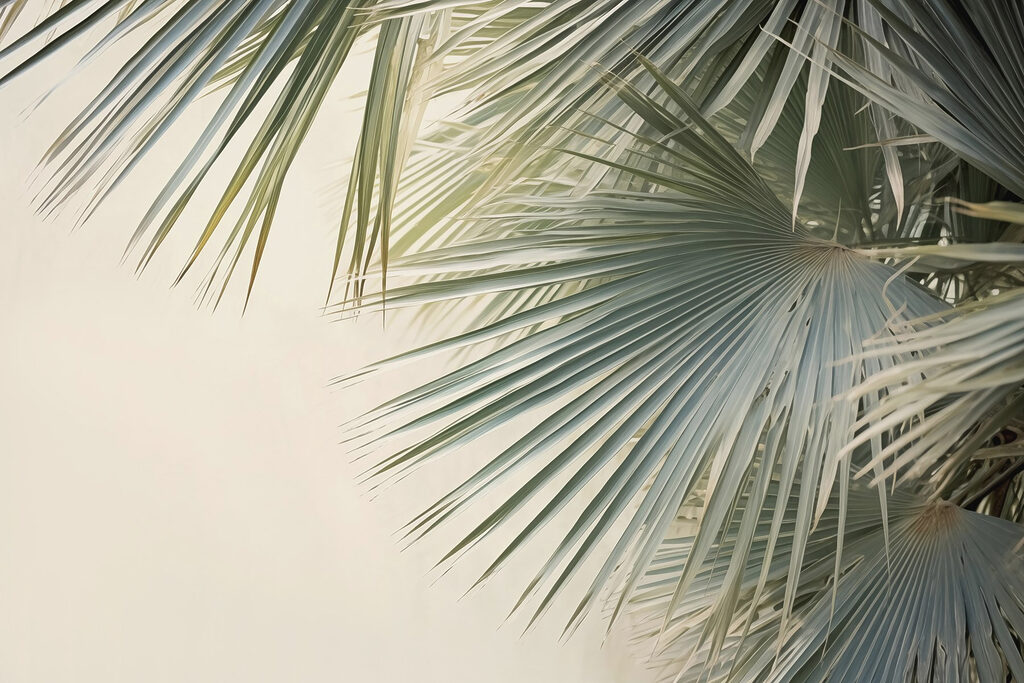 Palma en luz tranquila — diseño completo
