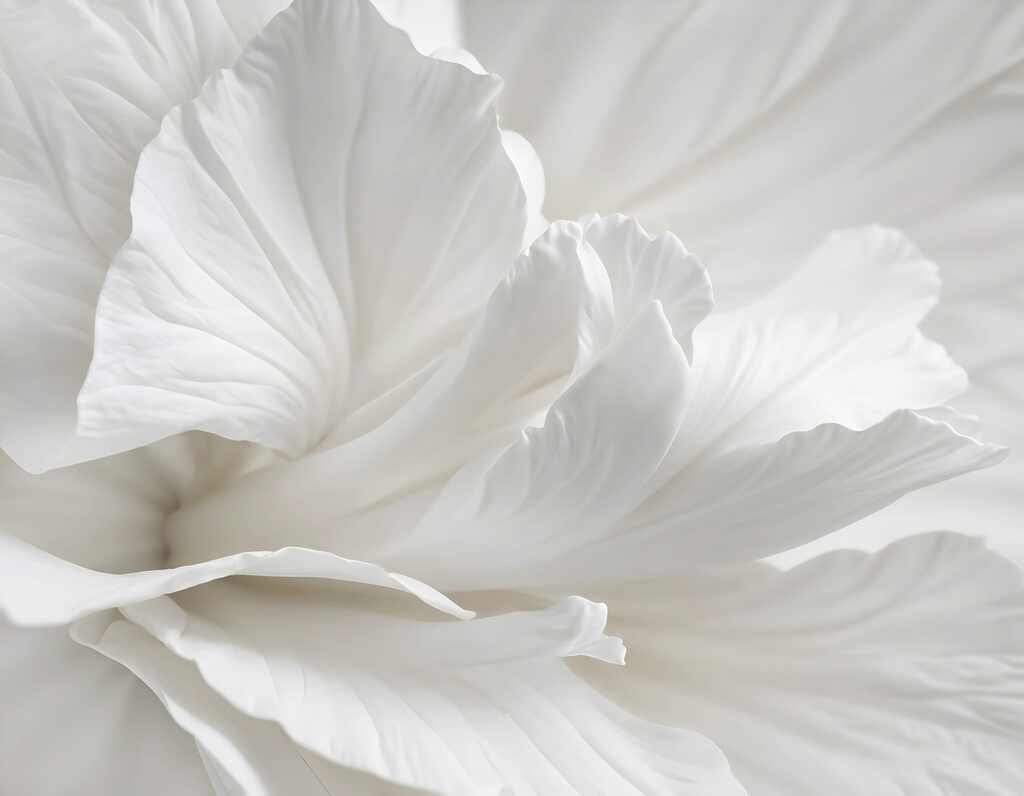 Flor blanca de cerca — diseño completo